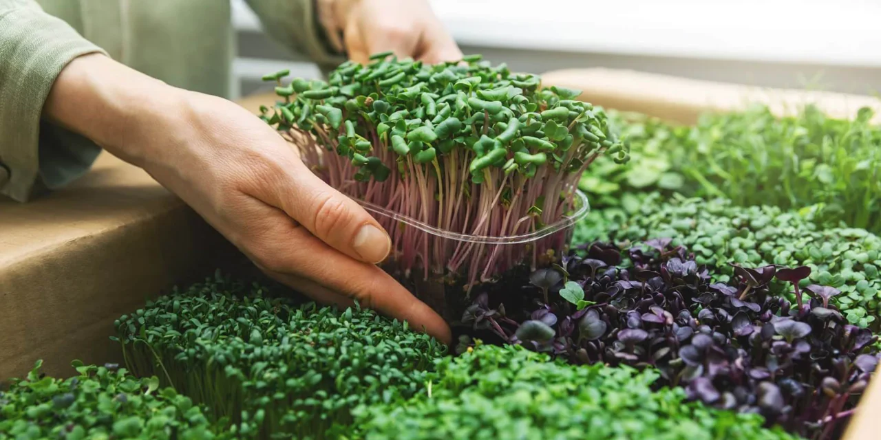 Micro Gardening Praktis Untuk Hidup Sehat Di Kota