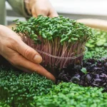 Micro Gardening Praktis Untuk Hidup Sehat Di Kota