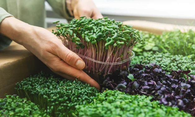 Micro Gardening Praktis Untuk Hidup Sehat Di Kota