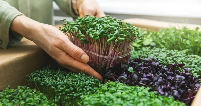 Micro Gardening Praktis Untuk Hidup Sehat Di Kota