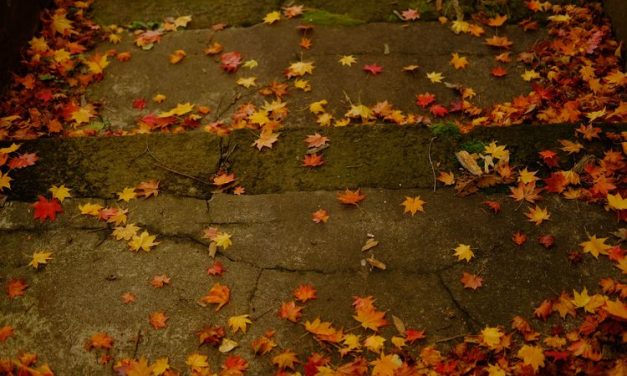 Berguguran Daun Menandakan Pergantian Sebuah Musim