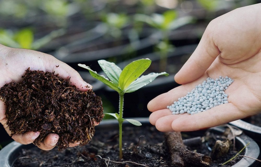 Bahan Pupuk Untuk Menjaga Pertumbuhan Tanaman
