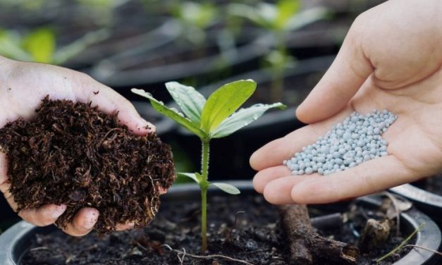 Bahan Pupuk Untuk Menjaga Pertumbuhan Tanaman