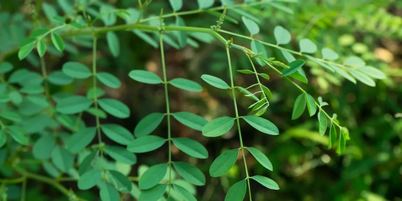 Pewarnaan Indigofera Namun Bisa Juga Supranatural