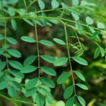 Pewarnaan Indigofera Namun Bisa Juga Supranatural