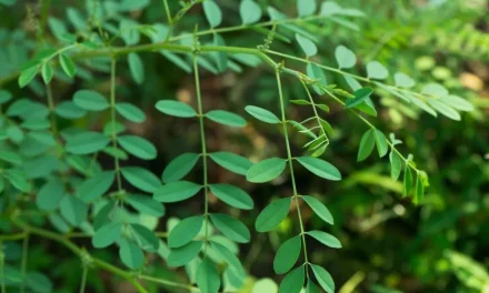 Pewarnaan Indigofera Namun Bisa Juga Supranatural
