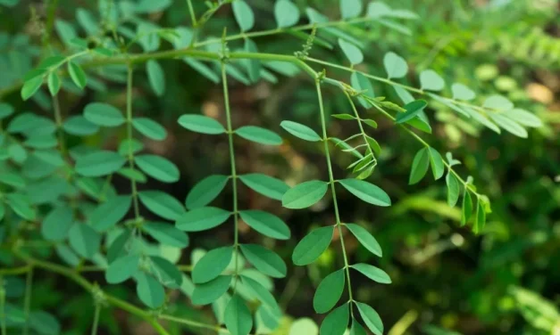 Pewarnaan Indigofera Namun Bisa Juga Supranatural