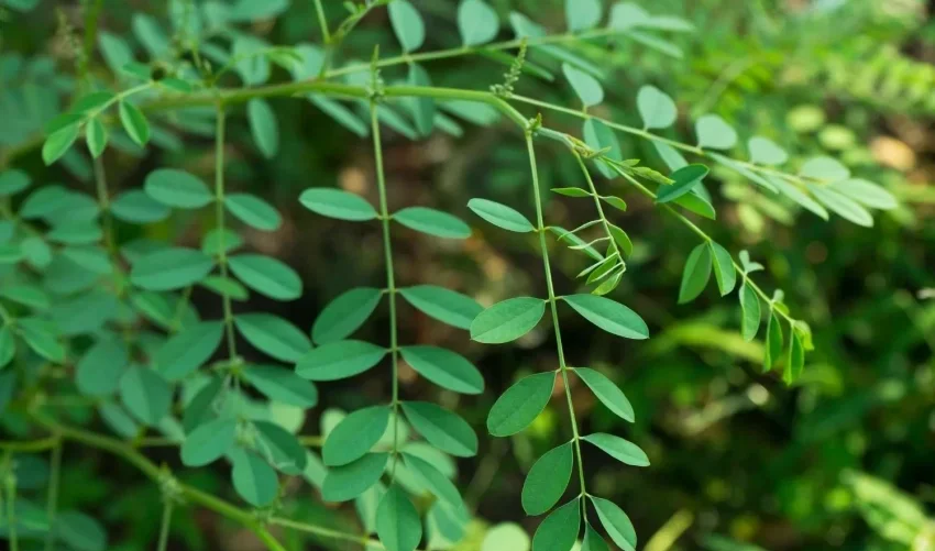 Pewarnaan Indigofera Namun Bisa Juga Supranatural