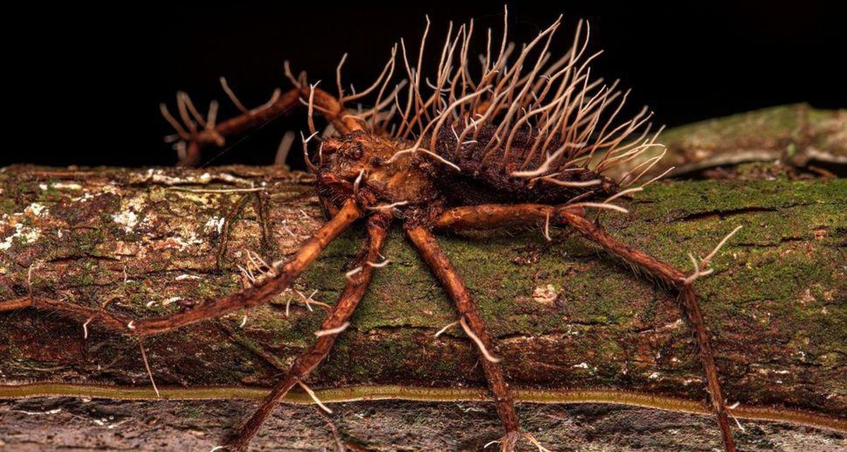 Perusak Makhluk Hidup Karena Di Tumpangi Parasit