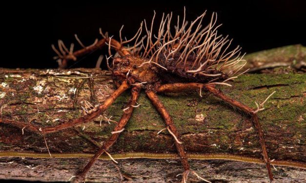 Perusak Makhluk Hidup Karena Di Tumpangi Parasit