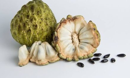 Pengolahan Srikaya Sebuah Tanaman Buah Tropis