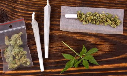Tumbuhan Genus Cannabis Atau Sebuah Ganja