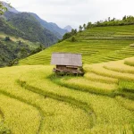 Tanaman Pangan Padi Yang Menghasilkan Beras