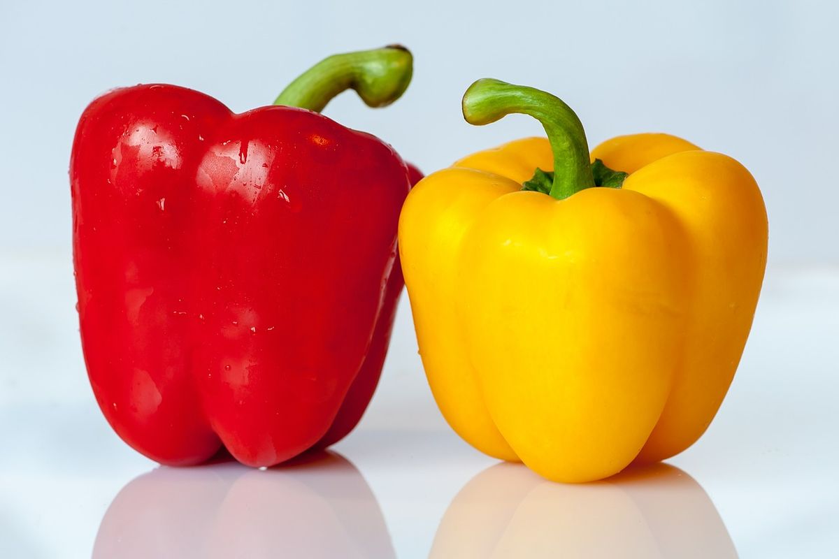 Tanaman Buah Paprika Dengan Berbagai Warna