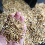 Sebuah Kulit Luar Padi Di Sebut Sekam