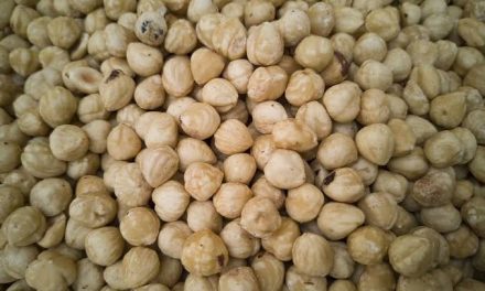 Bahan Rempah Tanaman Biji Kemiri Untuk Masakan